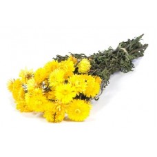 HELICHRYSUM Natural Yellow - OUT OF STOCK